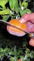 OMG  soooo juicy #usa #fruit #asmr