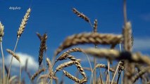 Rússia e Ucrânia assinarão acordo sobre exportação de grãos