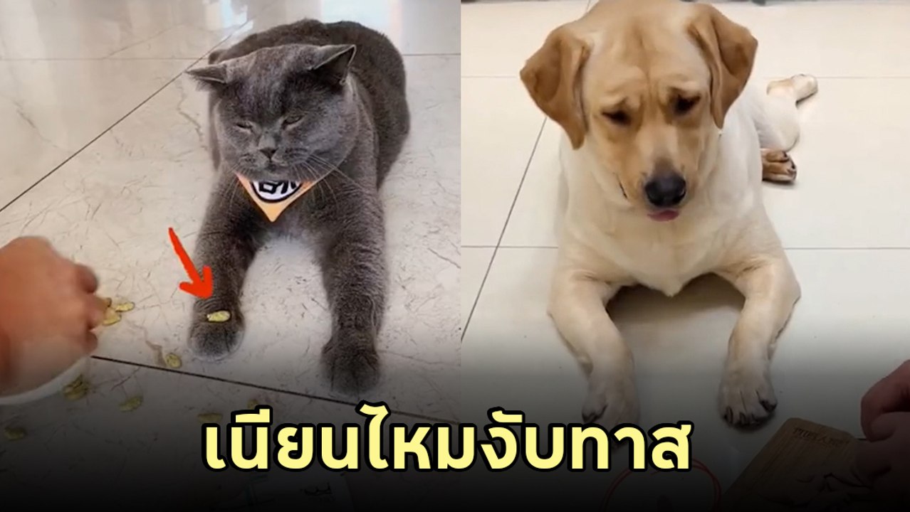 จะเกิดอะไรขึ้น ถ้านุดทำอาหารหล่นต่อหน้าหมา-แมว...