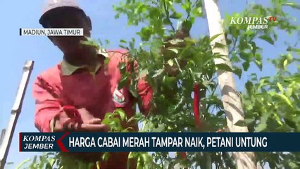 Harga Cabai Merah Tampar Naik, Petani di Madiun Untung