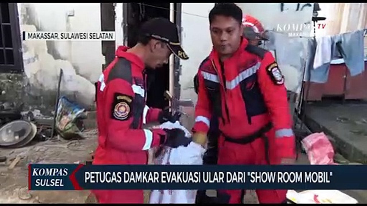 Petugas Damkar Evakuasi Ular Dari Show Room Mobil