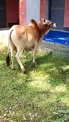 কোরবানির  গরু