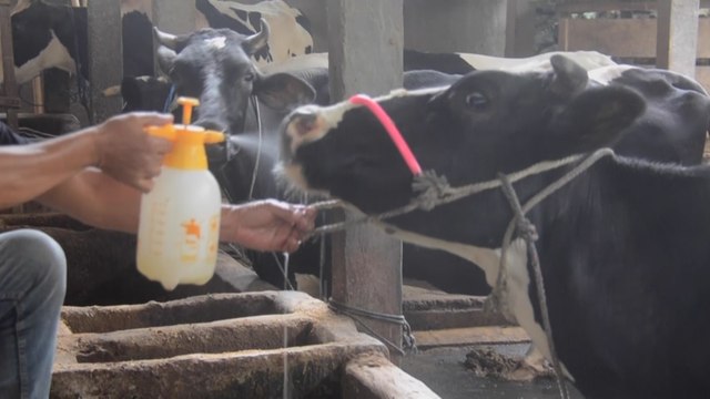 Indonesia raises alarm over outbreak of foot-and-mouth disease in cattle