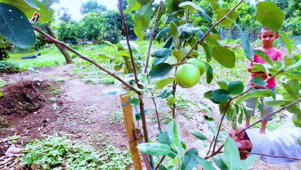 দেশের সীমান্ত এলাকায় আপেল ও আঙুর এর চাষ হচ্ছে ।  উদ্যক্তা একজন শিক্ষক। কিভাবে সম্ভব