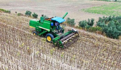Son dakika haberi! Savaş ve tırtıl istilasıyla önemi artan ayçiçeğinde hasat başladı