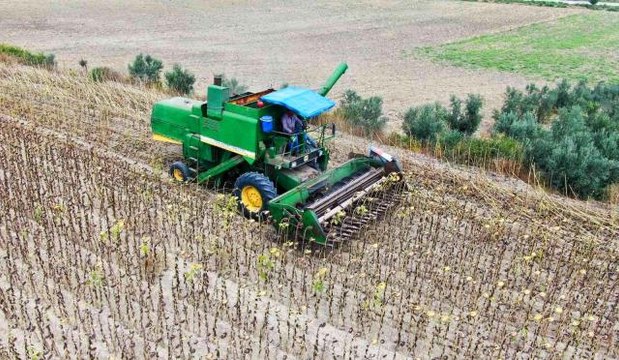 Son dakika haberi! Savaş ve tırtıl istilasıyla önemi artan ayçiçeğinde hasat başladı