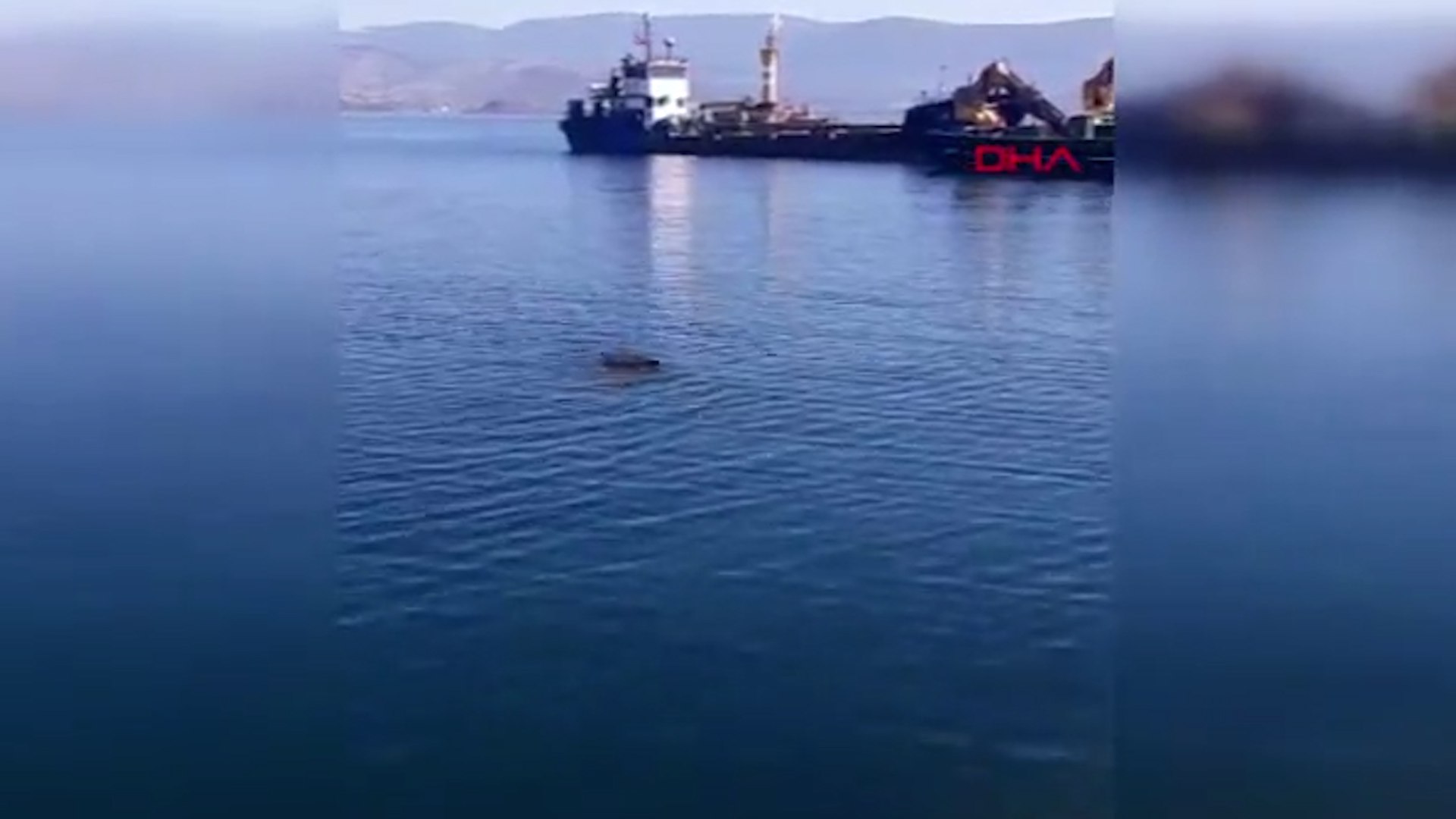 Bodrum'da denizde yaban domuzu görüntülendi