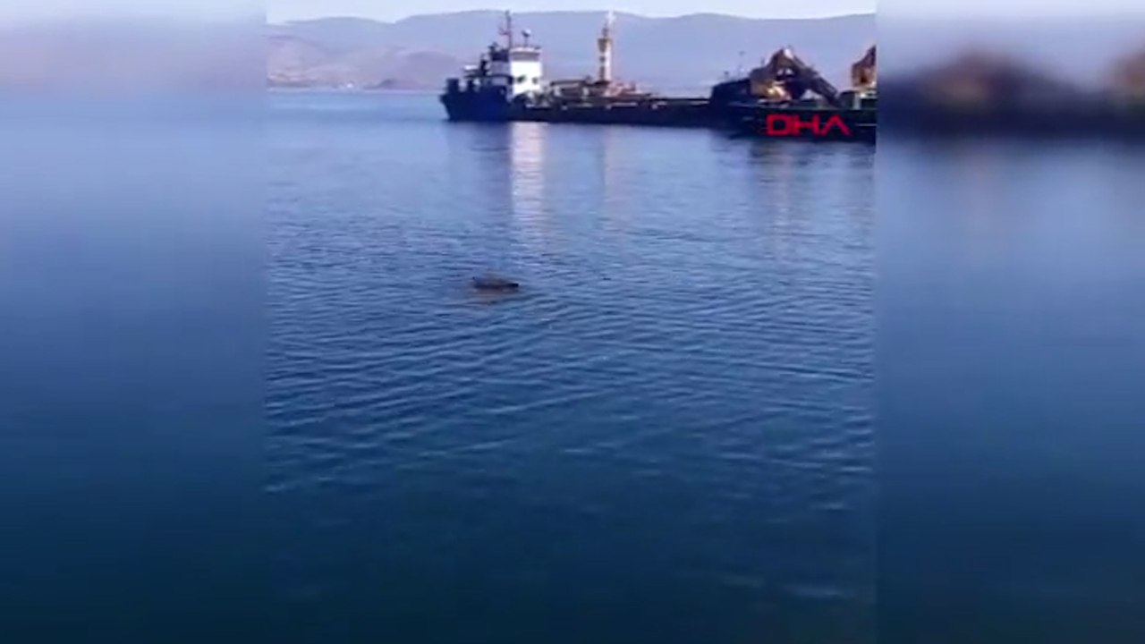 Bodrum'da denizde yaban domuzu görüntülendi