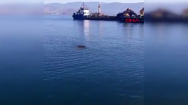Bodrum'da denizde yaban domuzu görüntülendi
