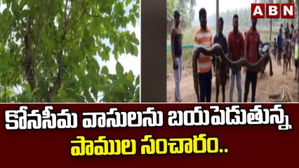 కోనసీమ వాసులను బయపెడుతున్న పాముల సంచారం..|| Konaseema || ABN Telugu