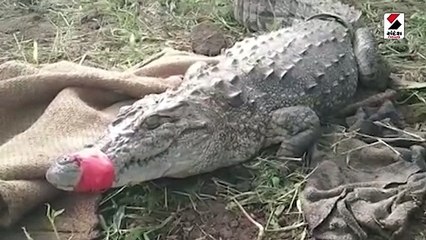 વડોદરાની વસાહતમાં મગર આવી પહોંચ્યો