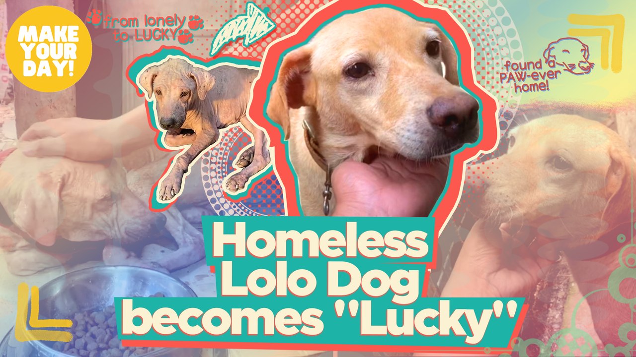Homeless Lolo Dog becomes "Lucky"  | Make Your Day
