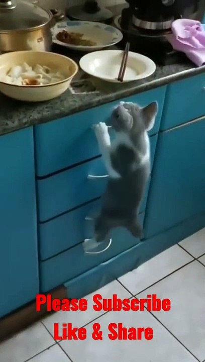 Funny Dog video