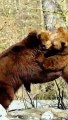 Funny  Bear's/Funny Bears Video/Funny Bears Fight