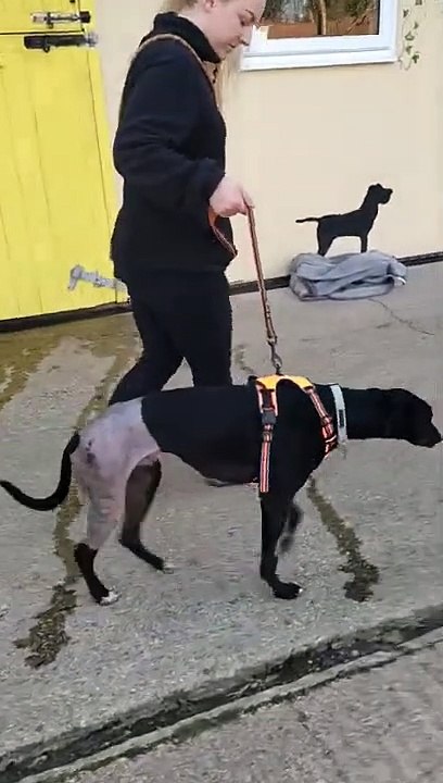 Post-surgery rescue dog walks again at charity's rescue shelter: The Yorkshire Post