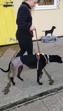 Post-surgery rescue dog walks again at charity's rescue shelter: The Yorkshire Post