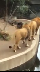 Comedian Animals Video/Comedian Animals Video Funny/Comedian Animals Funny Moments#Shorts