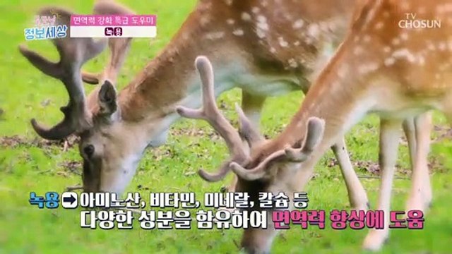 면역력을 올려주는 특급 보양식 신의 뿔 ✦녹용✦ TV CHOSUN 220721 방송