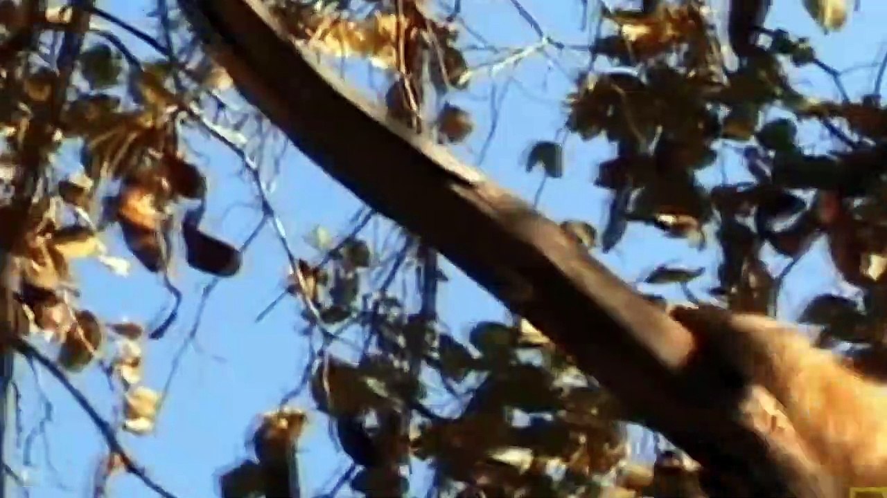 Evil Lion Steal Baby Baboon and Tortures - Gorilla Herd Enters Lion Pride Tribe for Revenge