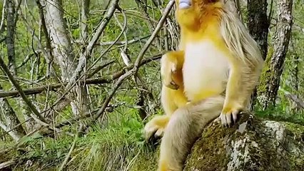 Gorillas Really Want To Rescue The Impala From Leopard Hunting- Leopard vs Baboon vs Impala