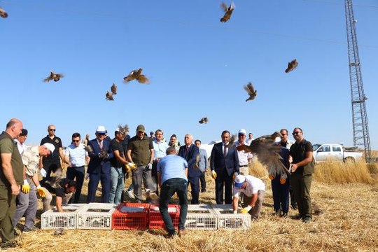 Tekirdağ haber: Tekirdağ'da 800 keklik doğaya salındı