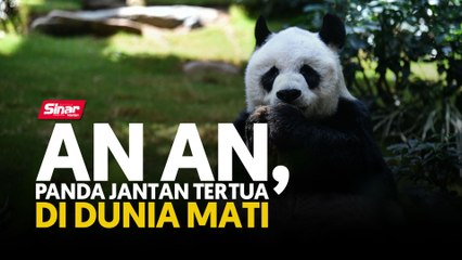 An An, panda jantan tertua di dunia mati
