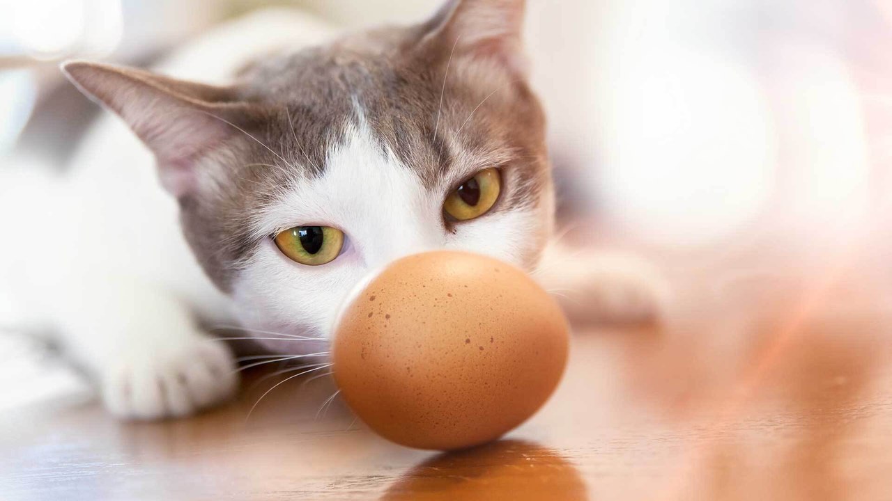 Haustierwissen: Dürfen Katzen Eier essen?