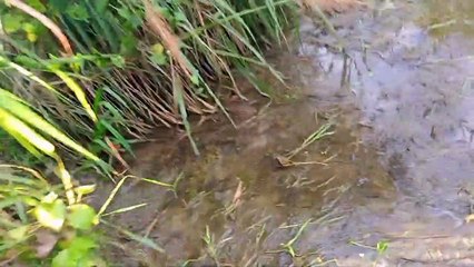 After the water dried up, I caught some small fishপানি শুকিয়ে যাওয়ার পর কিছু ছোট মাছ ধরলাম ( 1080 X 1920 )