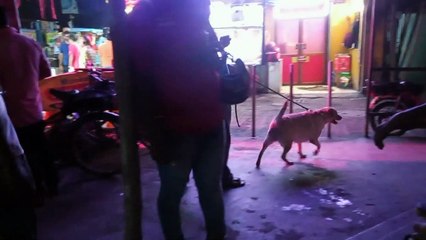 এটা কোনো ধরনের কুকুর।
