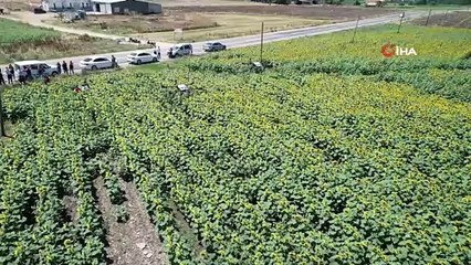 Ayçiçeği tarlaları yağa zam gelmemesi için ZİHA’lar ile korunuyor