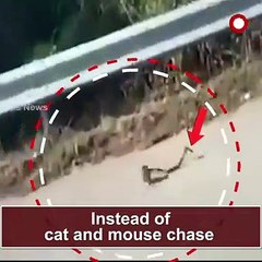 Viral Video | Mother Mouse fights with a Snake to save her Baby