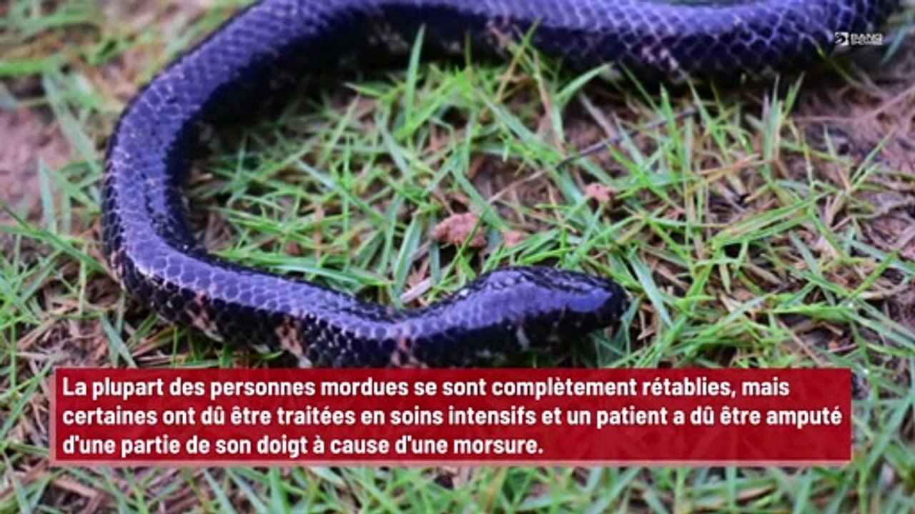 Les morsures de serpent sont de plus en plus fréquentes au Royaume-Uni !