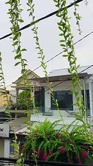 Clip: Đôi vợ chồng cùng nhau ngồi ngắm mưa