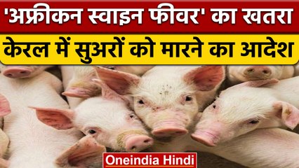 Kerala: Wayanad  में African Swine Fever का कहर, 300 सुअरों को मारने का आदेश | वनइंडिया हिंदी *News