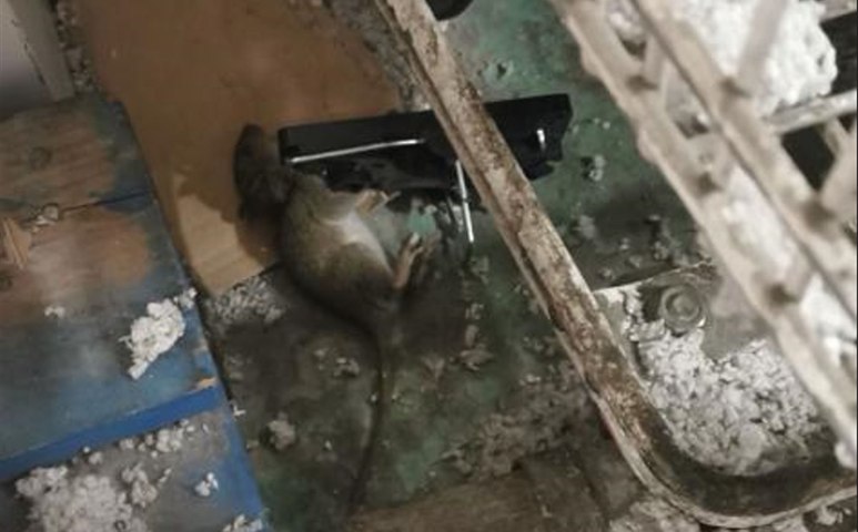 Un supermarché infesté de rats en Indre-et-Loire