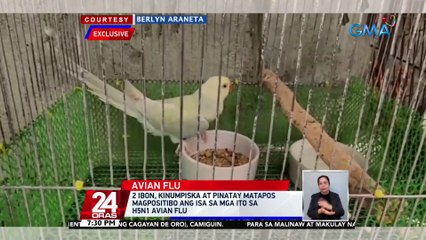 2 ibon, kinumpiska at pinatay matapos magpositibo ang isa sa mga ito sa H5N1 avian flu | 24 Oras