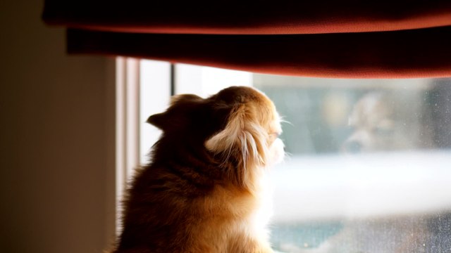 A 'sweetheart' Shar Pei puppy had a 'face lift' surgery and now needs a new home