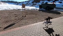 Rusya'da bir kişi robot köpeğine makineli tüfek entegre etti