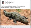Puglia: coccodrillo avvistato nelle campagne del brindisino - i dettagli su www.pugliareporter.com