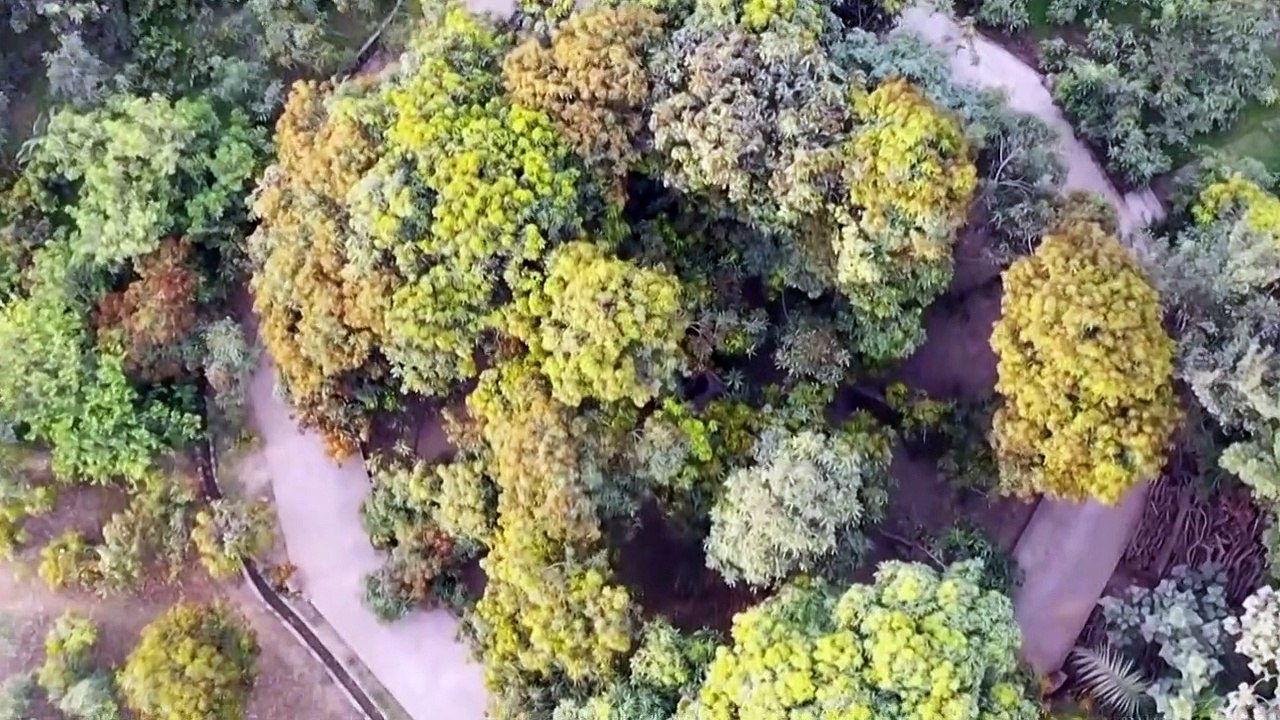 En Inde, l'homme qui fait pousser 300 variétés de mangues