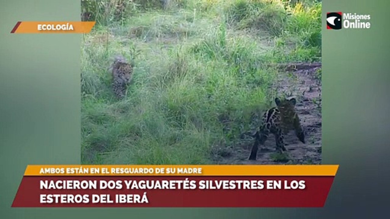 Nacieron dos yaguaretés silvestres en los Esteros del Iberá