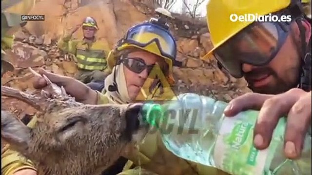 Agentes forestales rescatan a un corzo deshidratado del incendio de Zamora