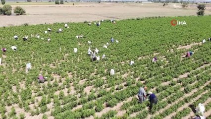Bu biberin fiyatı 400 lira, ilk hasat başladı