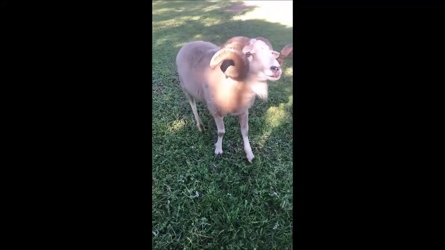 Ce bélier n'a rien vu venir : alpaga en colère