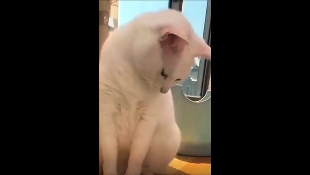 Comment bien troller un chat... Balle collée