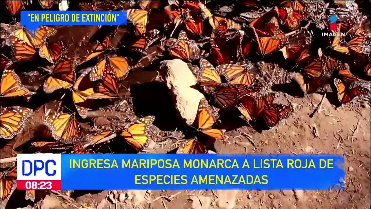 Mariposa Monarca se suma a especies en peligro de extinción