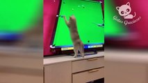 Gatos Graciosos - Videos de Risa de Gatos Chistosos 2022