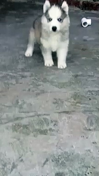 Beautiful Husky