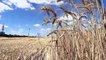 مزارعون في أوكرانيا يتمنون التوصل إلى اتفاق مع موسكو حول تصدير الحبوب