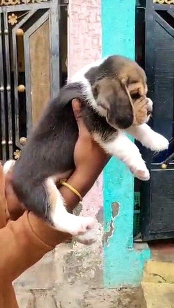 ⁣cute puppy